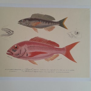 Grabado de Pez Acantopterigio, Pageot y Picarel, decoración de pared de cocina, grabados de peces para enmarcar imagen 1