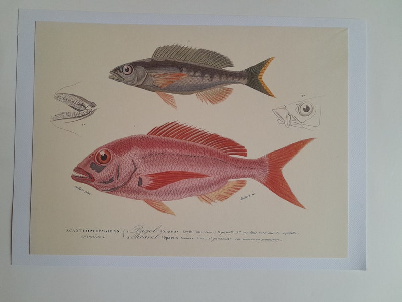 Engraving of Acanthopterygian Fish, Pageot and Picarel, kitchen wall decoration, fish engravings to frame image 2