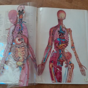 Système Musculaire 1pc Poster Anatomique Anatomie Anatomie Tableau