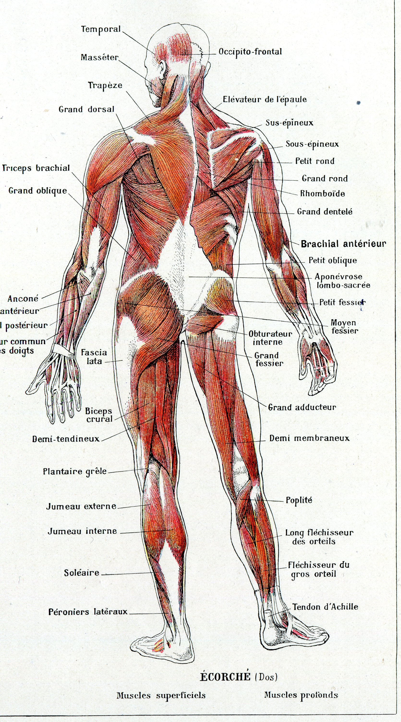 Anatomía artística, tablero de medicina, desollado, anatomía