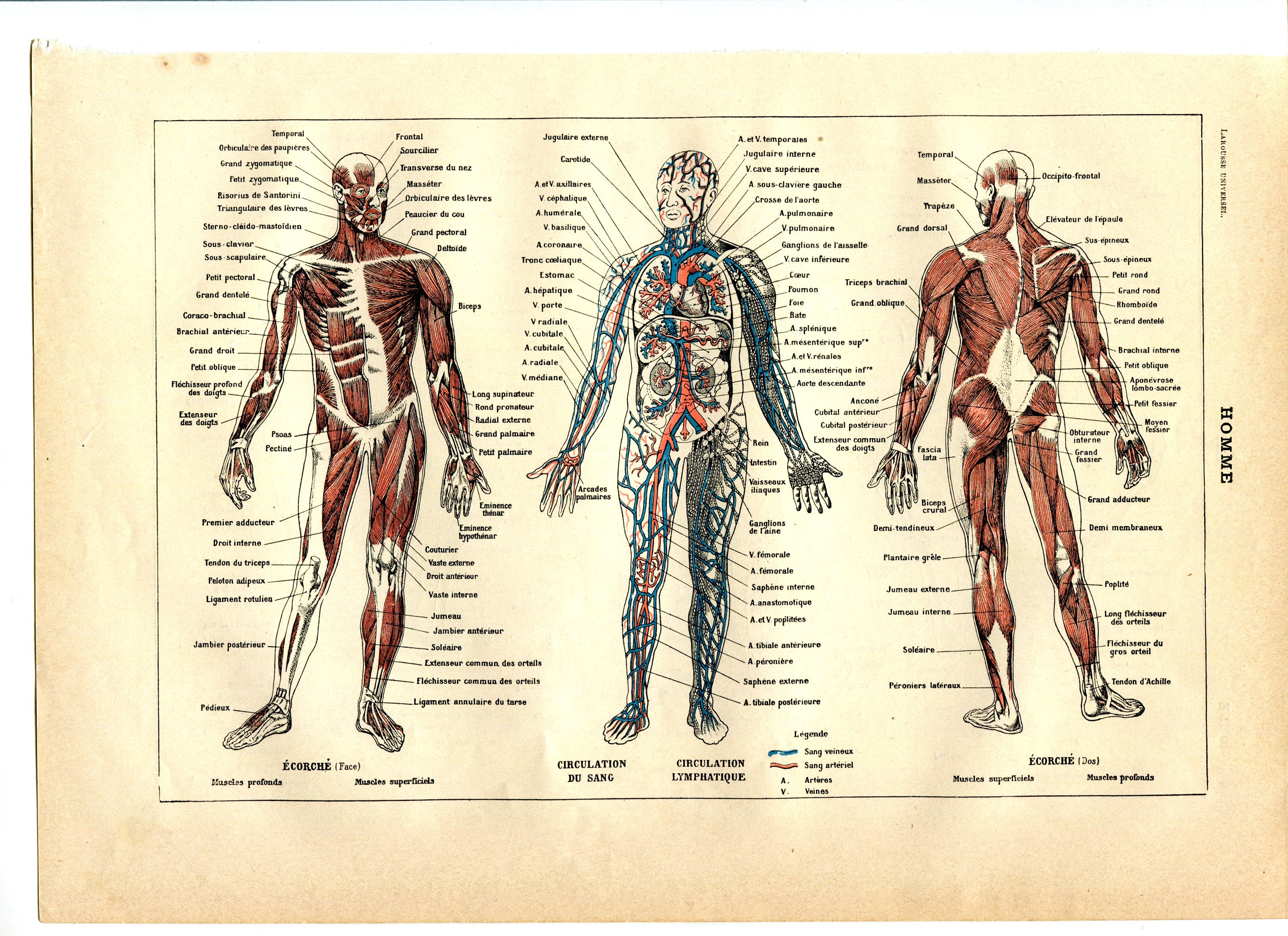 Анатомический плакат. Анатомия человека. Плакат анатомия человека. Мышечная система человека анатомия. Плакаты по анатомии человека.