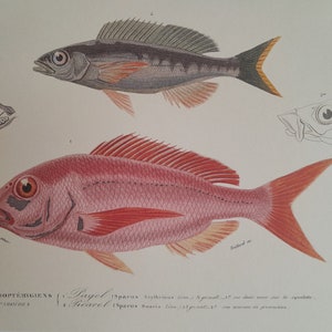 Engraving of Acanthopterygian Fish, Pageot and Picarel, kitchen wall decoration, fish engravings to frame image 1