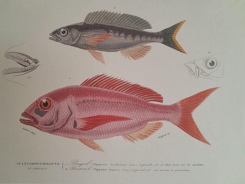 Engraving of Acanthopterygian Fish, Pageot and Picarel, kitchen wall decoration, fish engravings to frame image 1