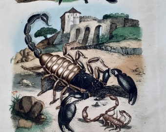 Scorpions, insectes, oiseaux, Planche authentique gravure entomologie, zoologie,  cabinet curiosités, 1839  ,Jardin des plantes ,Paris.