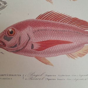 Engraving of Acanthopterygian Fish, Pageot and Picarel, kitchen wall decoration, fish engravings to frame image 4