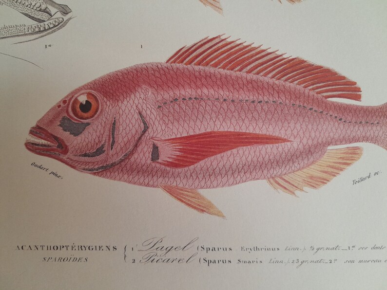 Engraving of Acanthopterygian Fish, Pageot and Picarel, kitchen wall decoration, fish engravings to frame image 4