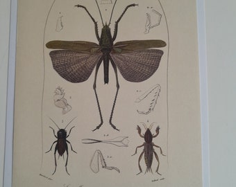 Gravur von 4 Insekten, Heuschrecke und Grillen, Entomologietafel, Wanddekoration, Gravur von Insekten zum Einrahmen