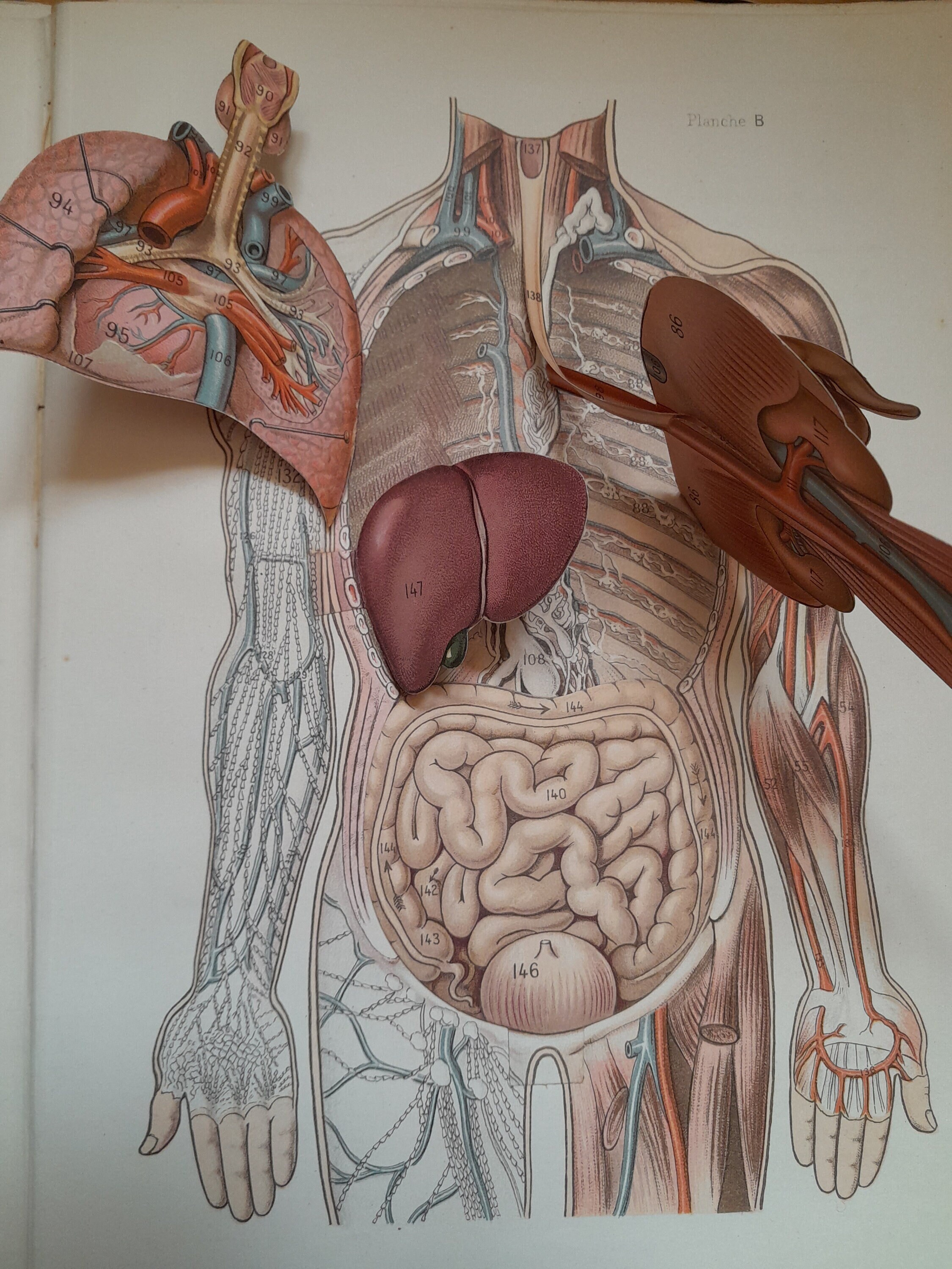 Anatomy of the Human Body, Anatomical Plate Cut to System, Encyclopedia of Medicine, Human Body, Cabinet of Curiosities, 1908 - Etsy Anatomy of the Human Body, Anatomical Plate Cut to System, Encyclopedia of Medicine, Human Body, Cabinet of Curiosities, 1908 - Etsy