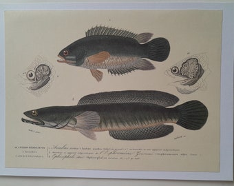 Grabado de Pez la Tortuga Anabas y Ophicephalus, decoración de pared de cocina, grabados de peces para enmarcar, dibujo de peces
