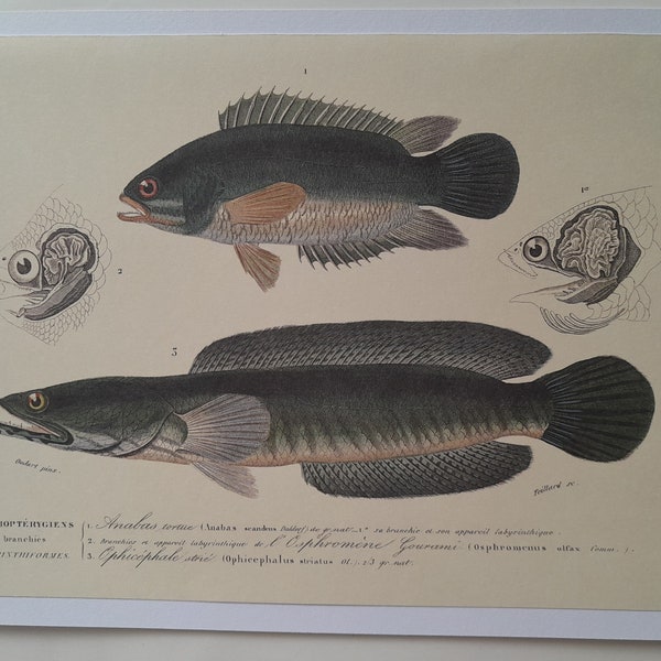 Grabado de Pez la Tortuga Anabas y Ophicephalus, decoración de pared de cocina, grabados de peces para enmarcar, dibujo de peces