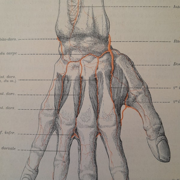 Engraving of ancient anatomy, anatomical board of the hand, engraving of anatomy, wall decoration medicine board to frame