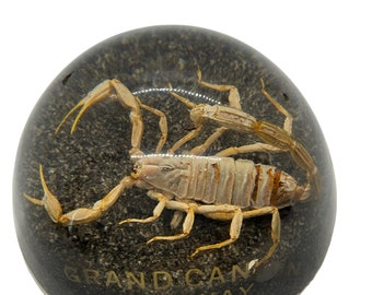 Large Vintage Real Scorpion Encased 4" Paperweight Desert Grand Canyon Souvenir