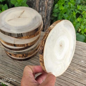 May include: A stack of circular wooden coasters with visible light-colored grain patterns and dark, textured bark edges. One individual coaster is held upright in the foreground, displaying a smooth, pale surface with concentric growth rings.