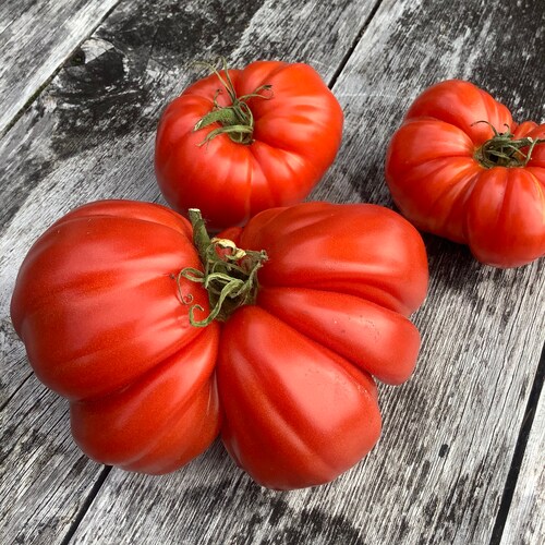 Italian Tree Tomato 20 Seeds Etsy