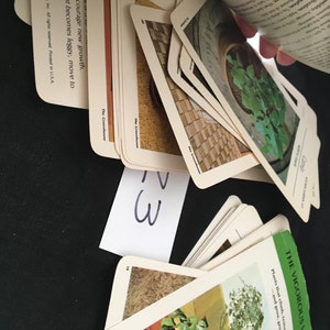 May include: A stack of cards with images of plants and text about gardening. The text on the top card reads "courage new growth. at becomes leggy, move to". The text on the bottom card reads "THE VIGOROUS Plants that thrive, endure, and live where others...