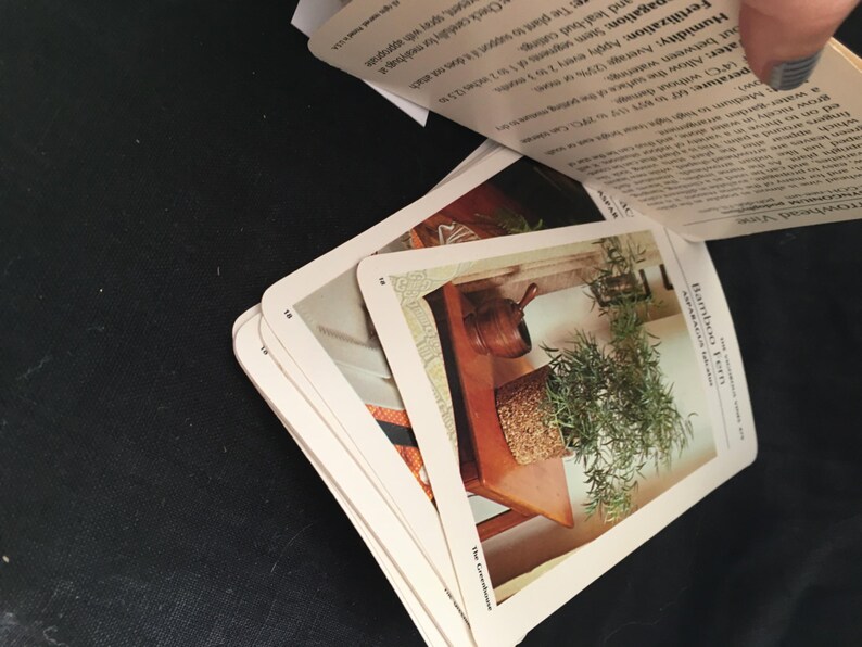 May include: A close-up of a plant card with a photo of a potted bamboo plant. The card is white with black text that reads "Bamboo Fern" and "The Greenery Collection, Vol. 1".