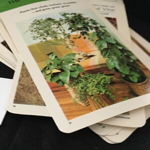 May include: A stack of cards with a green and white card on top. The card has the title "The Vigorous Vines" and the text "Plants that climb,  lean,  scramble -and grow, grow, grow!"