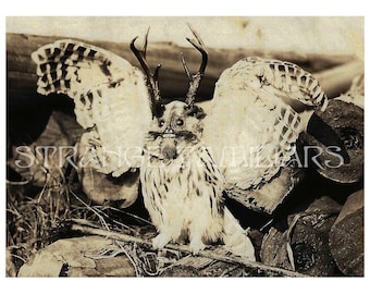 ANTLERED OWL – photo print – Strange Familiars Photography Collection #1 – cryptid