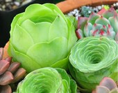 Diy Fresh Rare Succulent Plant Seeds 5 Seeds Home Garden Greenovia Aurea Seeds