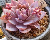 New New Home Garden Plant 5 Seeds Sedum Suaveolens Succulent Seeds