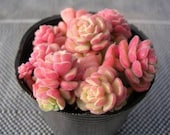 New Home Garden Succulent Plant 5 Seeds Rare Sedum Versadense Seeds