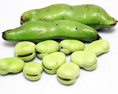 Garden Plant 5 Seeds Broad Bean Seeds,Aquadulce(Vicia faba)AKA,fava bean,Hardy,Reliable&Versatile vegetable Seeds