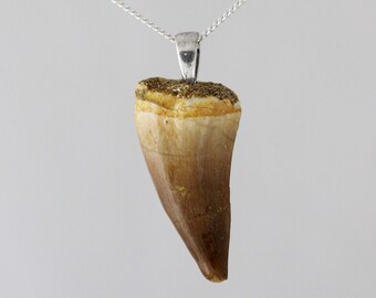 Mosasaur Tooth Fossil Necklace in Sterling Silver