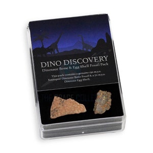Dinosaur Discovery Fossil Gift Pack - Dinosaur Egg Fossil - Dinosaur Bone Fossil