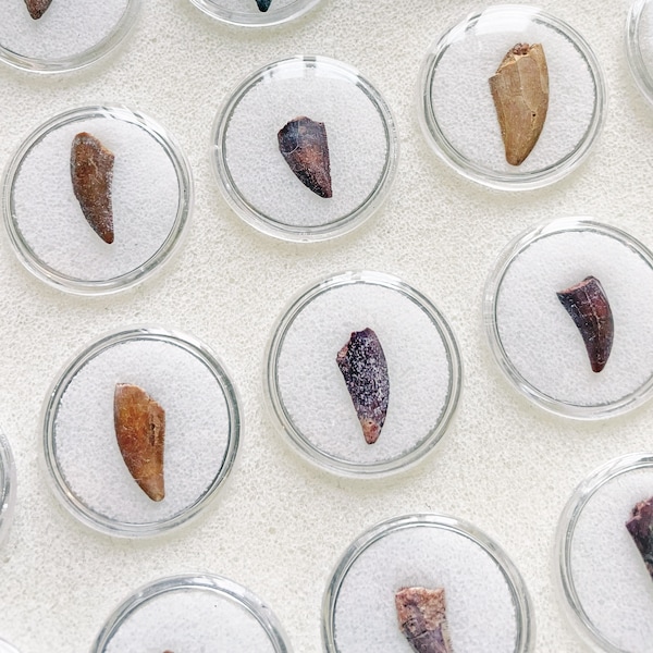 Fossile di dente di rapace (70-110 milioni di anni)