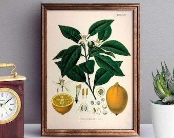 vintage lemon tree plant printable, lemon plant instant download, lemon kitchen printable, citrus tree digital download, lemon illustration