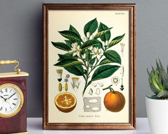 vintage orange tree plant printable, orange plant instant download, kitchen printable, citrus tree digital download, orange illustration