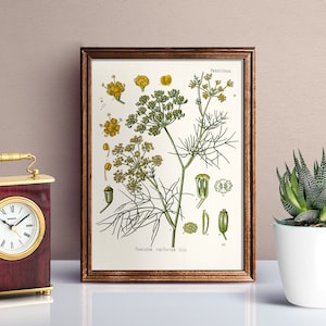 Puede incluir: Una ilustración botánica vintage de hinojo, enmarcada en un marco de madera marrón, se encuentra sobre una superficie blanca junto a un pequeño reloj de madera rojo con una esfera dorada y una manija dorada. Una pequeña planta suculenta en maceta también está sobre la superficie.