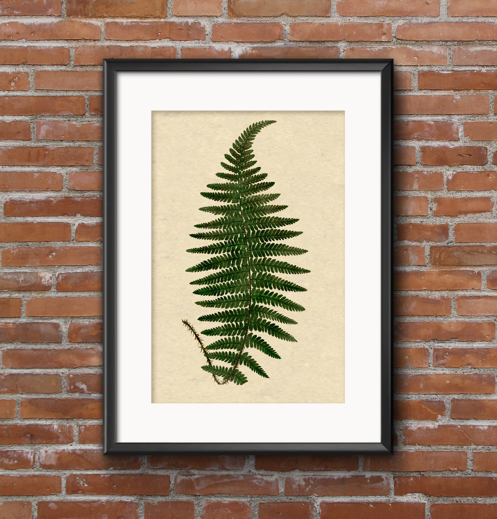 Vintage Fern Printable Fern Art Prints Vintage Fern Illustration