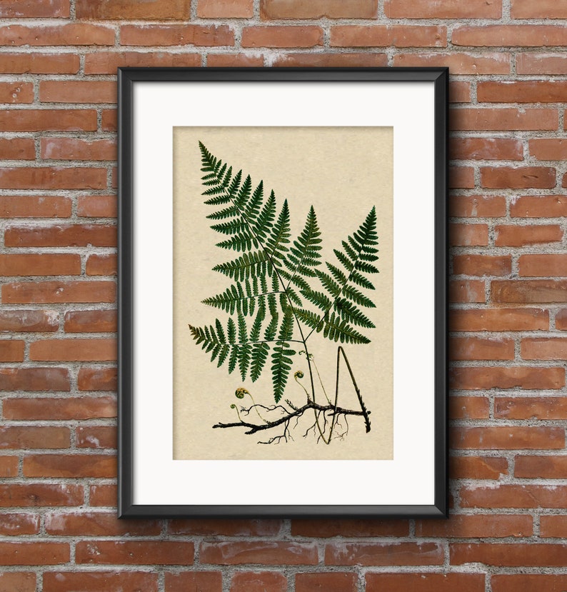 Vintage Fern Printable, Fern Art Prints, Vintage Fern Illustration ...