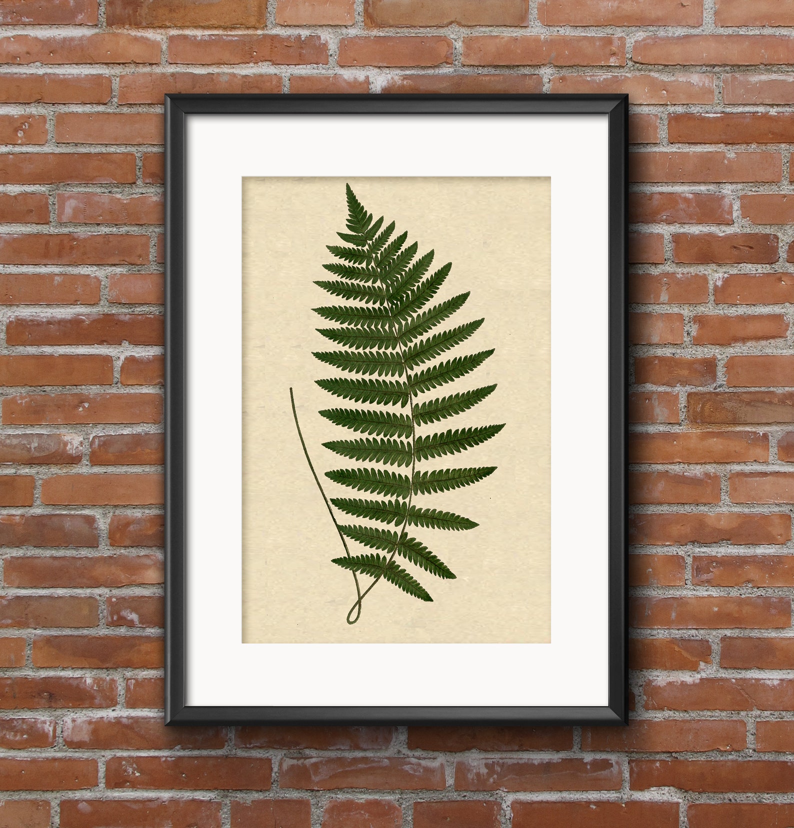 Vintage Fern Printable, Fern Art Prints, Vintage Fern Illustration ...