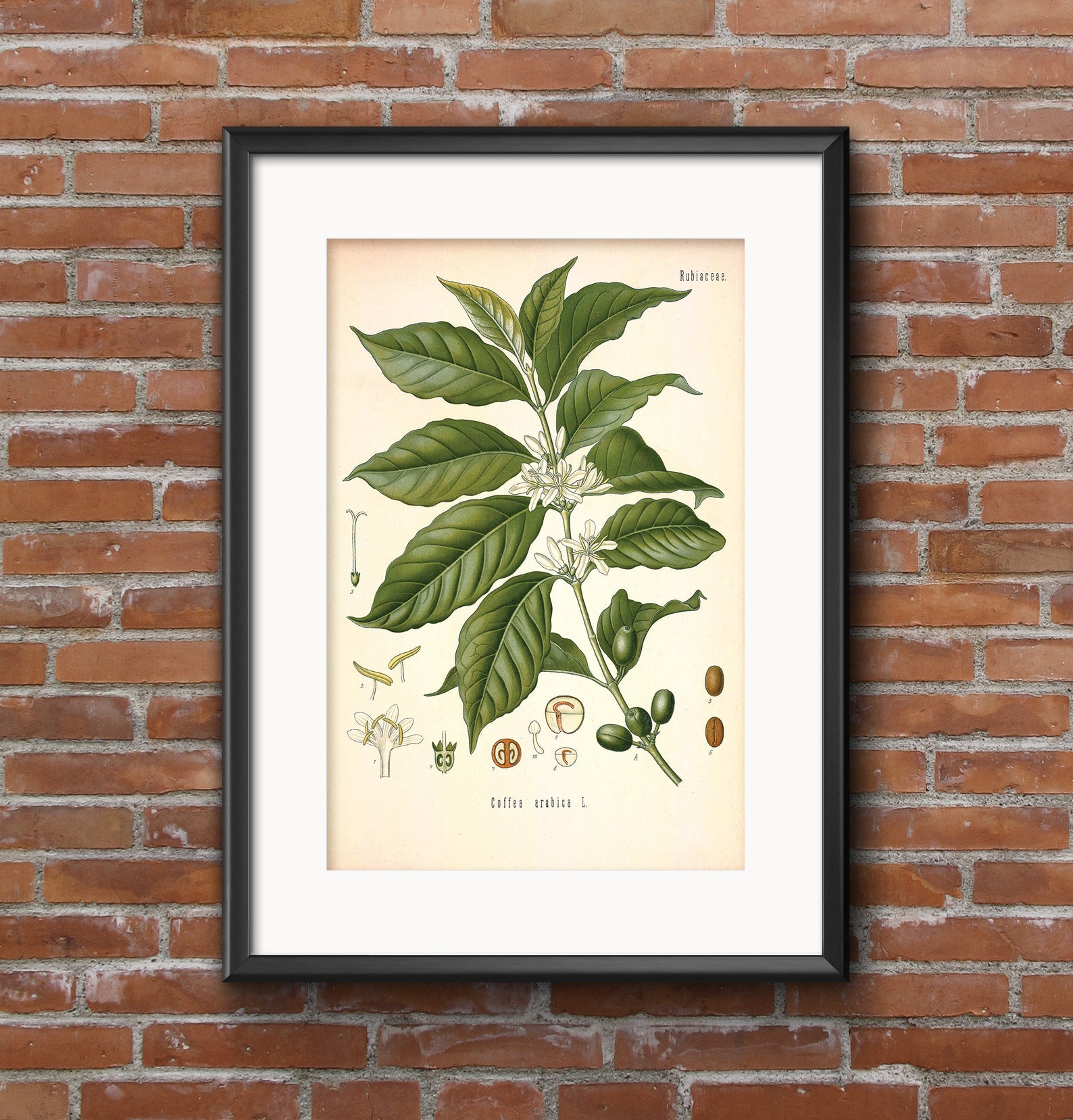 Vintage Coffee Plant Printable, Coffee Plant Instant Download, Kitchen