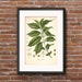 Vintage Coffee Plant Printable, Coffee Plant Instant Download, Kitchen ...