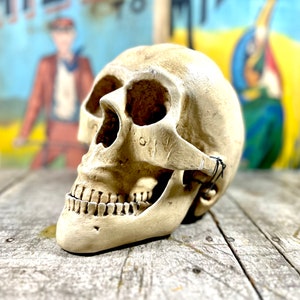 Vintage Halloween Dekoration, Mid Century Ära Gips Schädel, gruselige Kuriositäten, einzigartige ungewöhnliche Dekoration, Regal Dekor, Skulptur