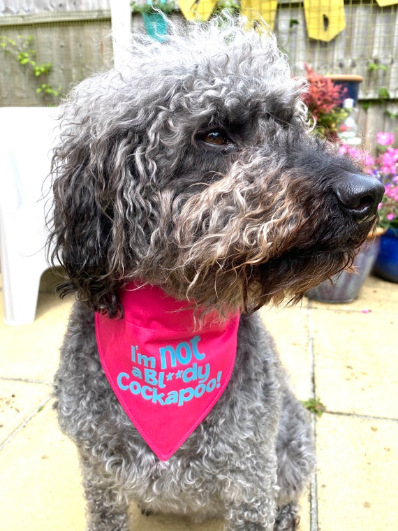 cockapoo bandana