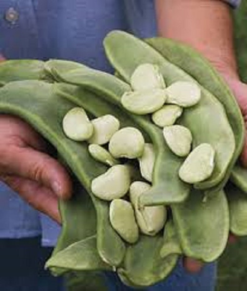 Rare Organic Heirloom Lima Beans King Of The Garden gigantic Etsy