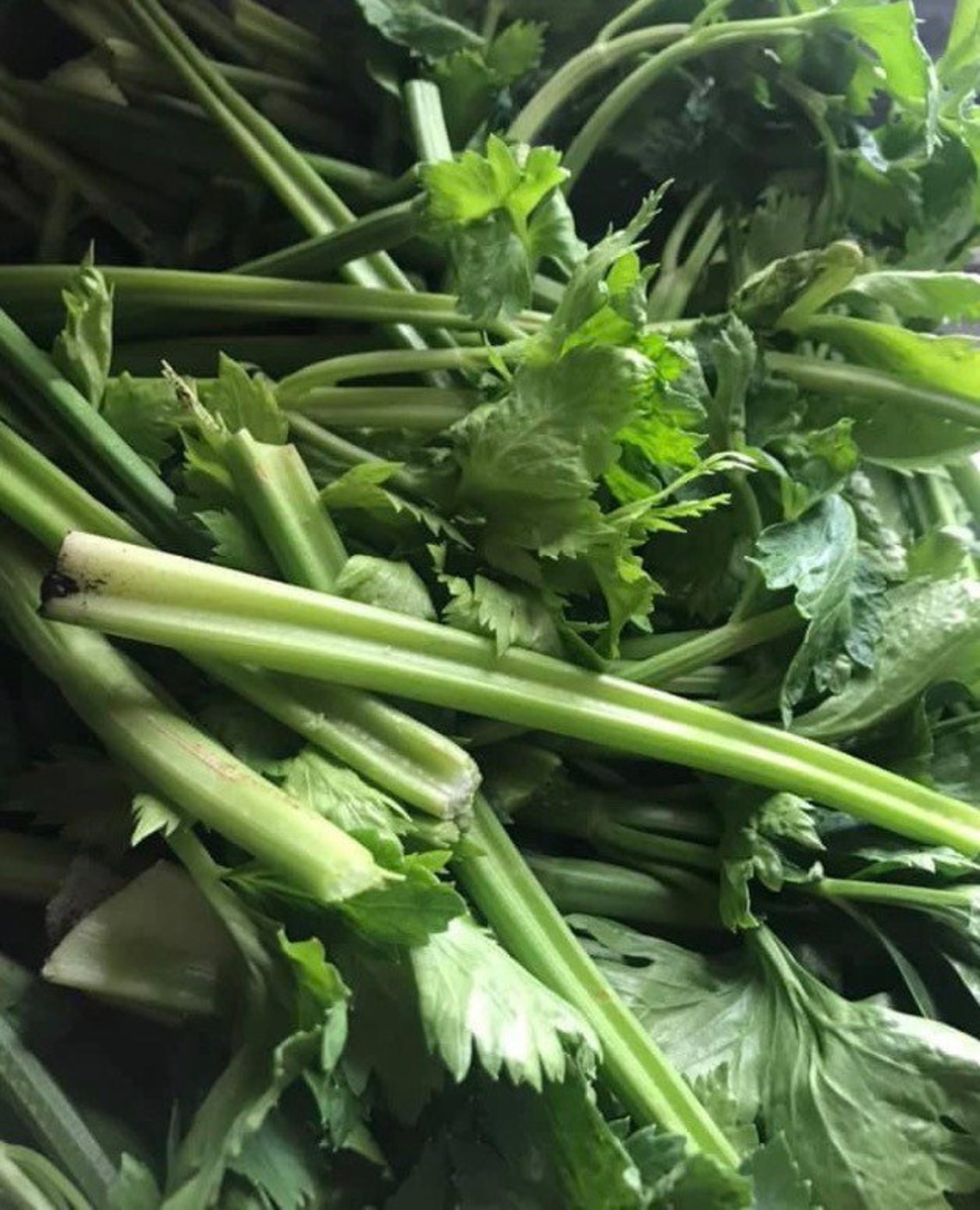 Organic NONGMO Amsterdam Cutting Leaf Celery stronger flavor Etsy