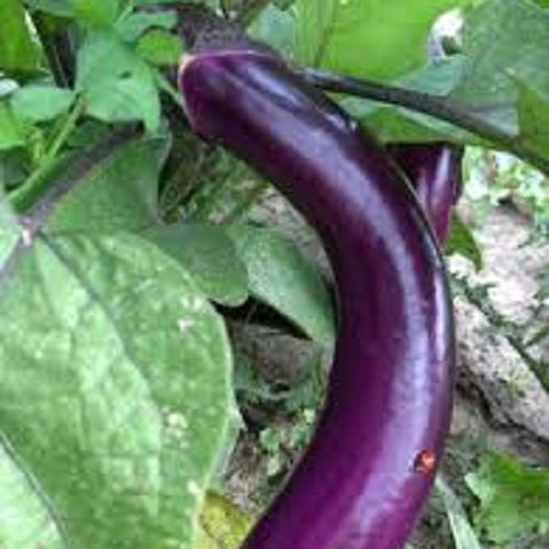 300 Long Purple Italian Egg Plant Seeds Eggplant Etsy