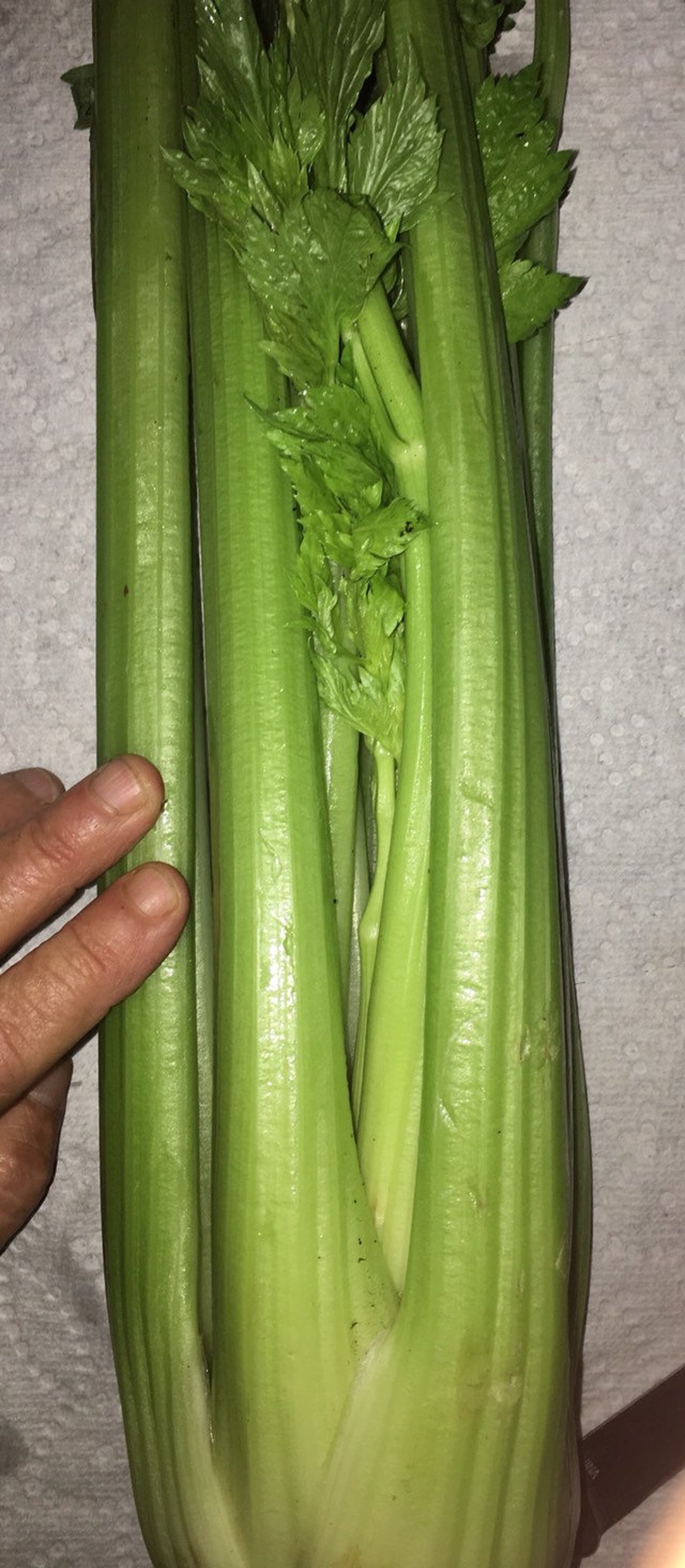 Organic Tall Utah 52-70 Celery Long Crisp Stalks an Early