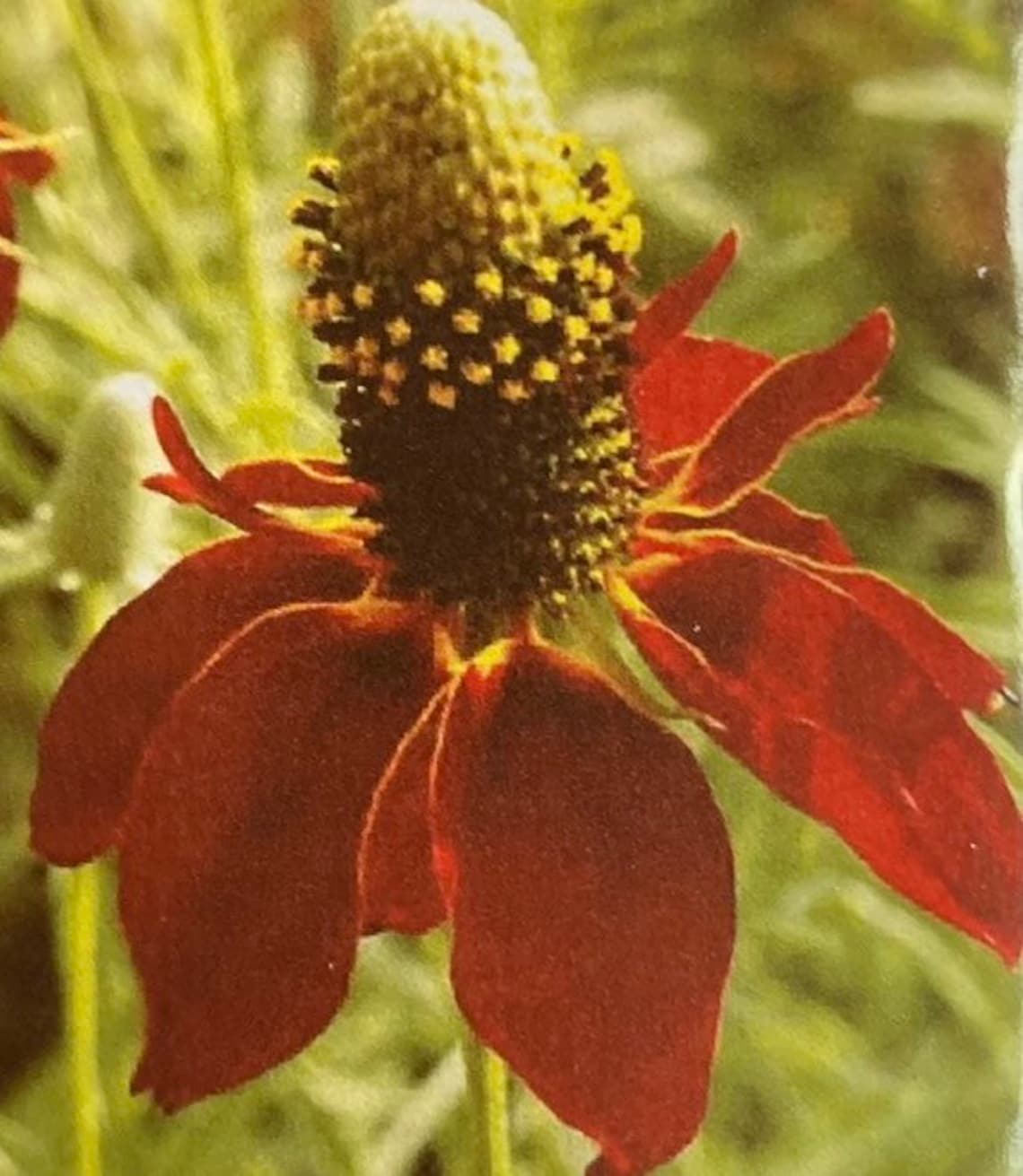 Organic Dwarf Red Coneflower Perennial Seeds Attracts Etsy