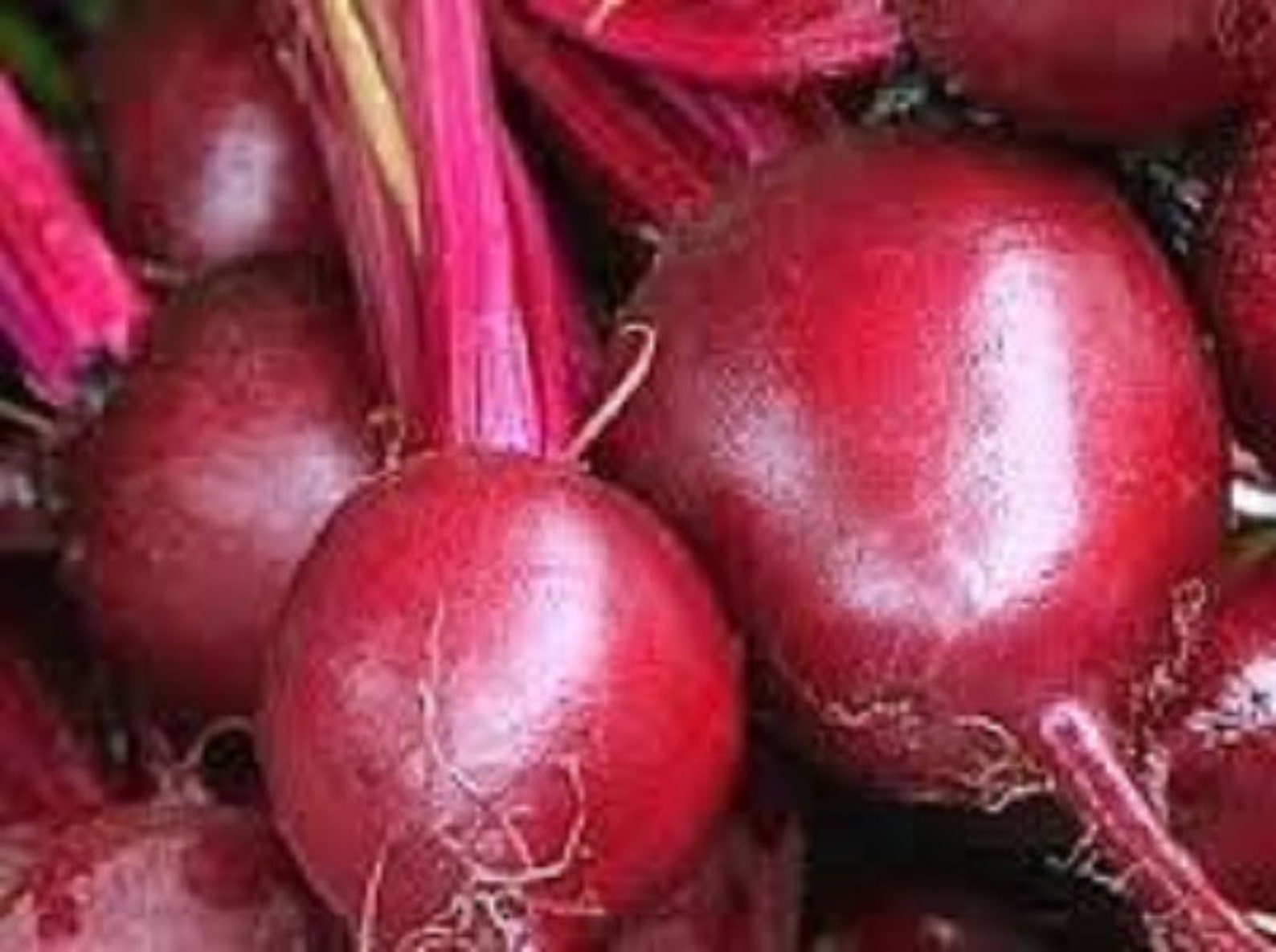 Фиолетовая свекла. Названия сортов свеклы. Названия сортов свеклы. Свекла сорта лучшие для открытого грунта. Семена свекла бордо 237 145шт.