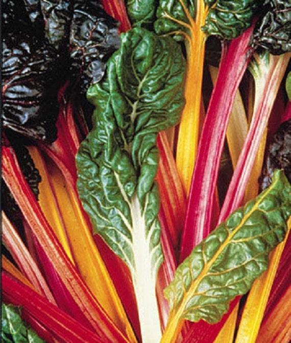 Swiss Chard 30 Rainbow Seeds Bright Light Heat Tolerant Organic Non GMO Heirloom