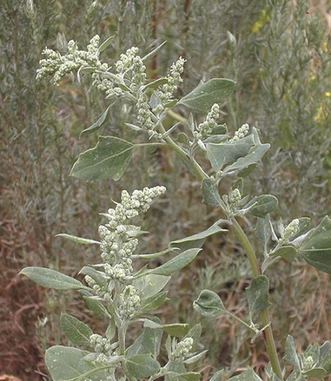 Organic Nongmo Lamb's Quarters is Also Known as White Etsy Canada