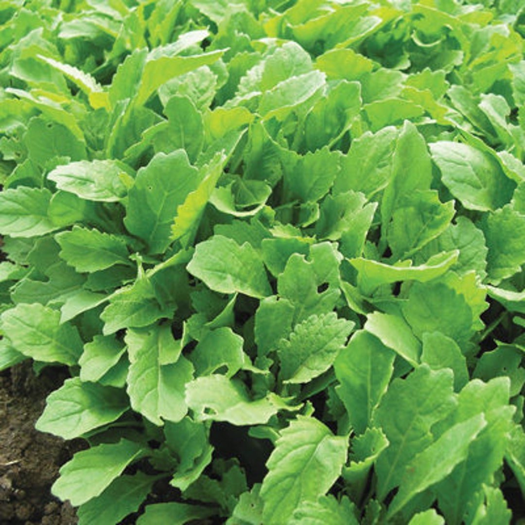 Organic Heirloom Wasabi Arugula. This Arugula Mimics the True Etsy