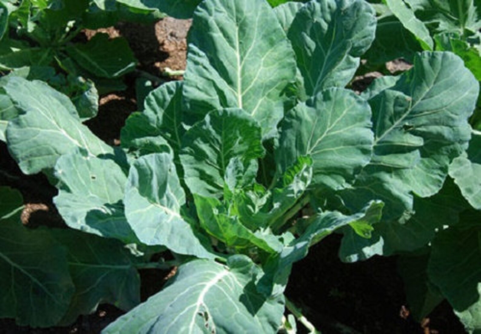 Organic Heirloom Vates Collard Greens Seeds Copious Amounts of Etsy