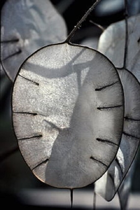 Honesty Lunaria Biennial Flower Known For Its Extraordinary Etsy